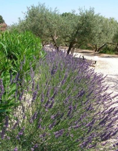 Un Gite En Provence - Les Jardins De Fontanille Сен-Реми-де-Прованс Экстерьер фото